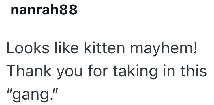 nanrah88 Looks like kitten mayhem! Thank you for taking in this "gang."