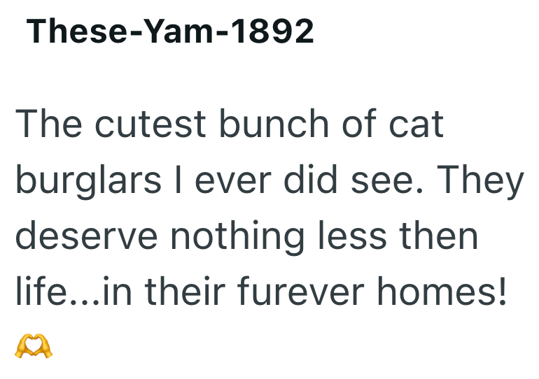 These-Yam-1892 The cutest bunch of cat burglars I ever did see. They deserve nothing less then life…..in their furever homes!