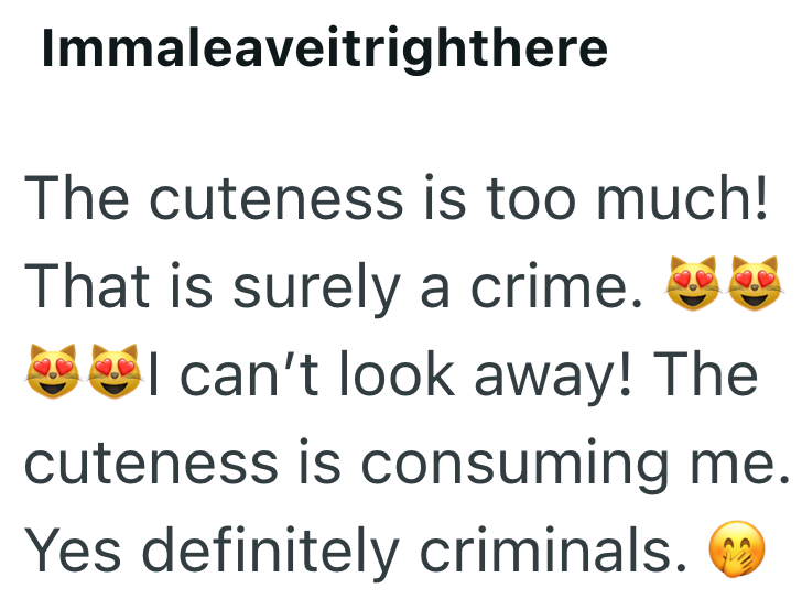 Immaleaveitrighthere The cuteness is too much! That is surely a crime. I can't look away! The cuteness is consuming me. Yes definitely criminals.