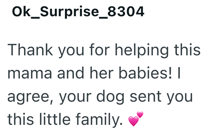 Ok_Surprise_8304 Thank you for helping this mama and her babies! | agree, your dog sent you this little family.