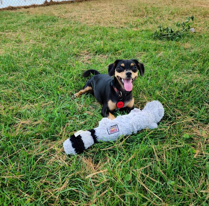 KONG