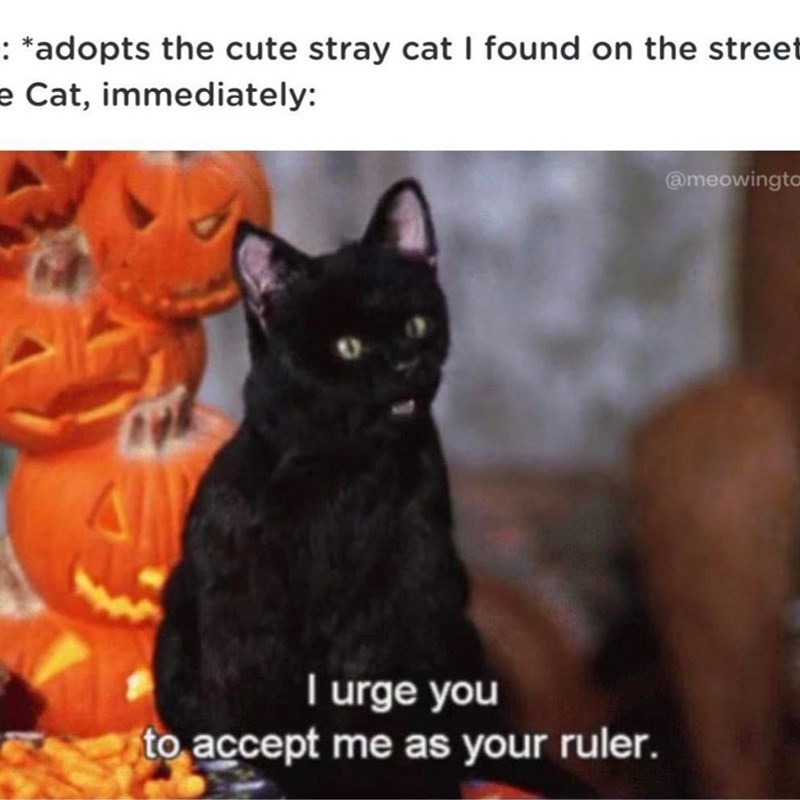 : *adopts the cute stray cat I found on the street e Cat, immediately: I urge you to accept me as your ruler. @meowingto