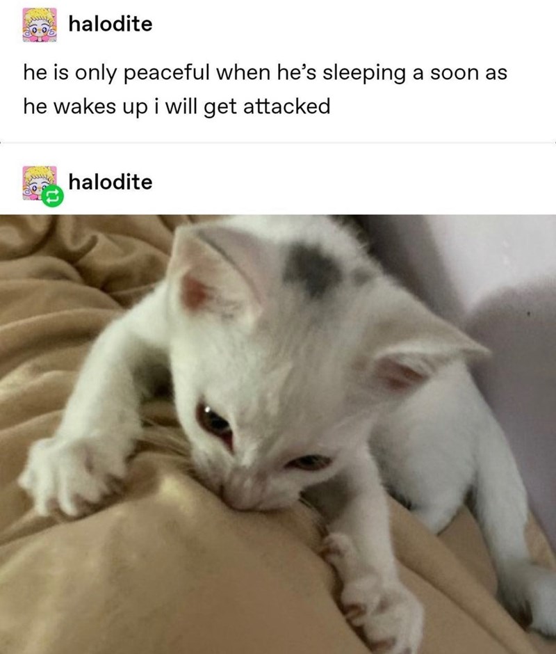 بستنی halodite he is only peaceful when he's sleeping a soon as he wakes up i will get attacked halodite
