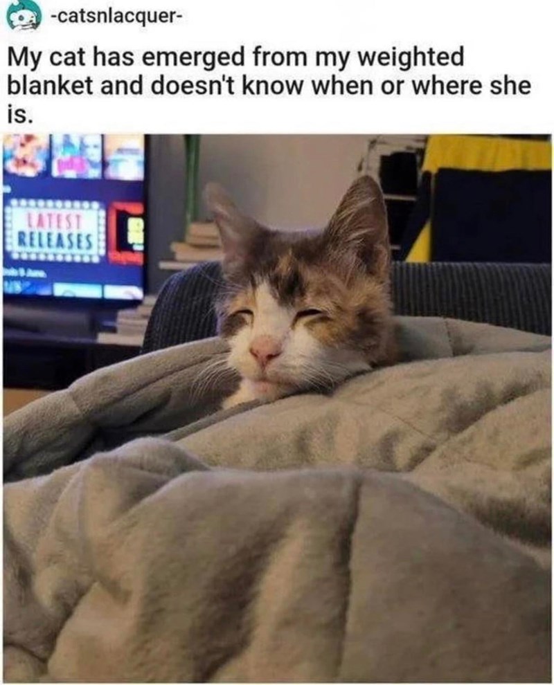 -catsnlacquer- My cat has emerged from my weighted blanket and doesn't know when or where she is.