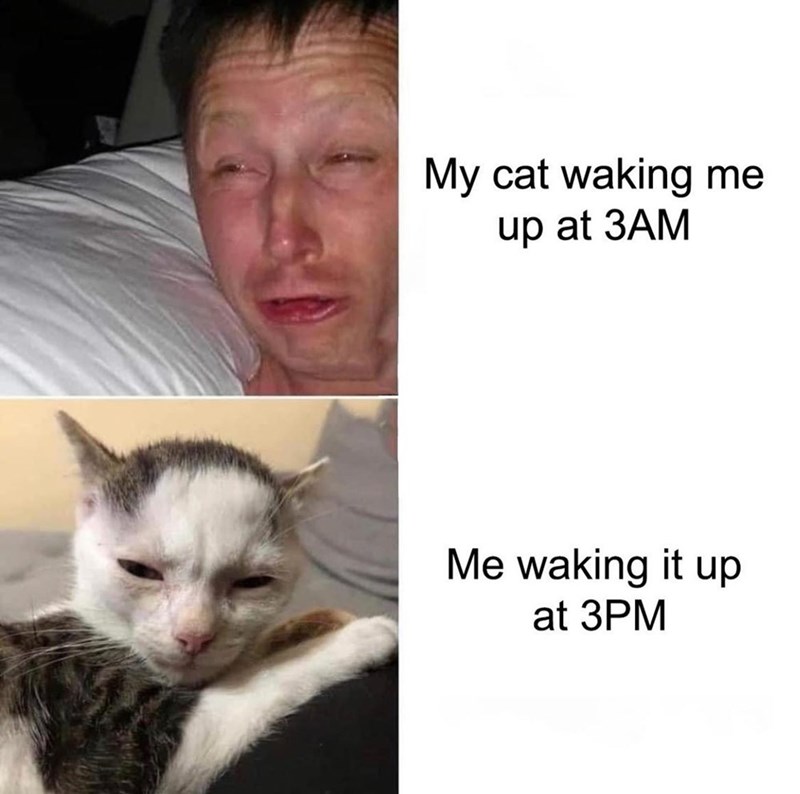 My cat waking me up at 3AM Me waking it up at 3PM