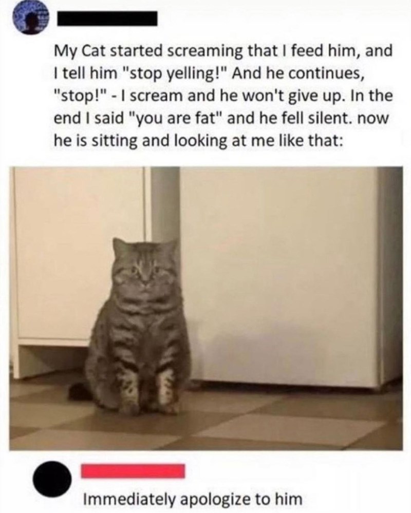 My Cat started screaming that I feed him, and I tell him "stop yelling!" And he continues, "stop!" - I scream and he won't give up. In the end I said "you are fat" and he fell silent. now he is sitting and looking at me like that: Immediately apologize to him