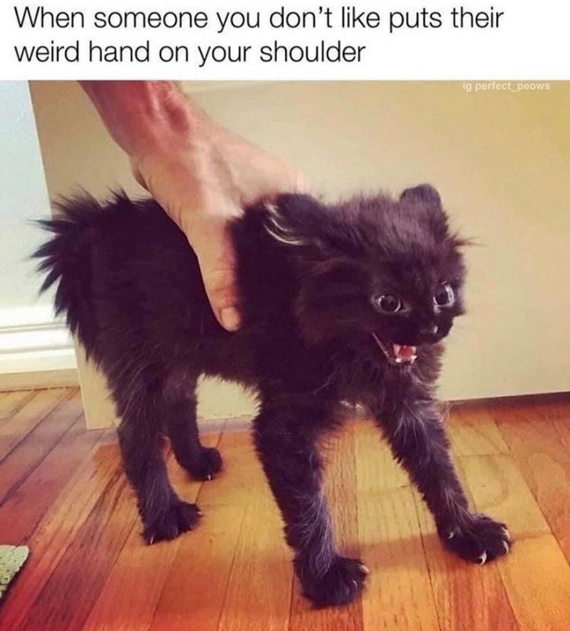 When someone you don't like puts their weird hand on your shoulder ig perfect peows