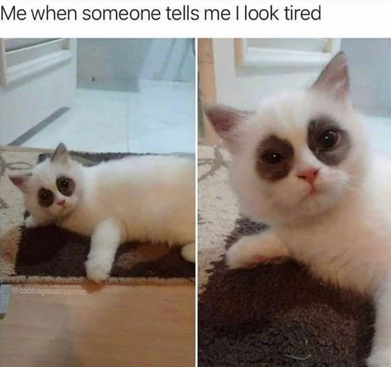 Me when someone tells me I look tired @cabbagecatmemes