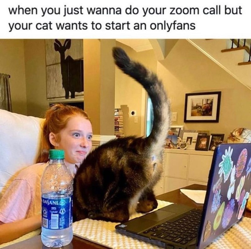 when you just wanna do your zoom call but your cat wants to start an onlyfans DASANL