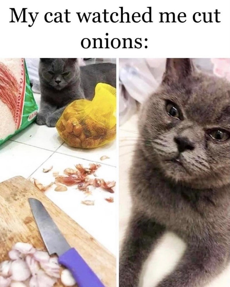 NOT HOITU My cat watched me cut onions: