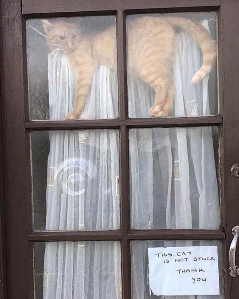 THIS CAT IS NOT STUCK THANK you