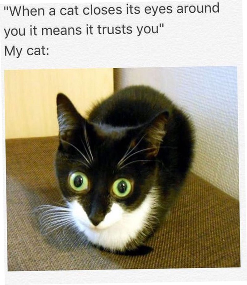 "When a cat closes its eyes around you it means it trusts you" My cat: