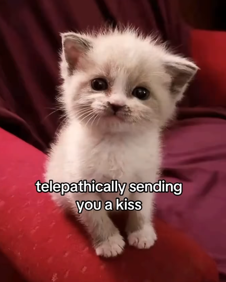 telepathically sending you a kiss