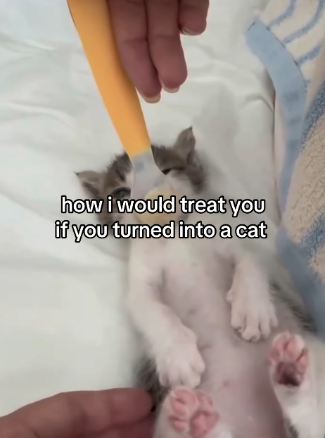 how i would treat you if you turned into a cat
