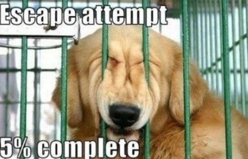 Escape attempt 5% Complete