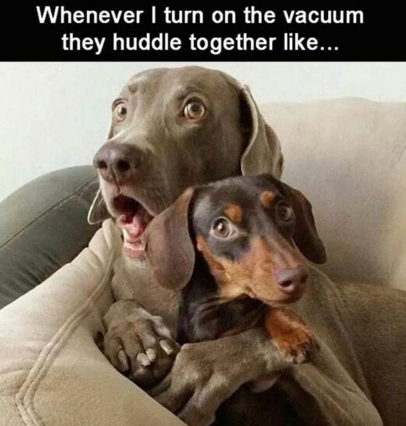 Whenever I turn on the vacuum they huddle together like...