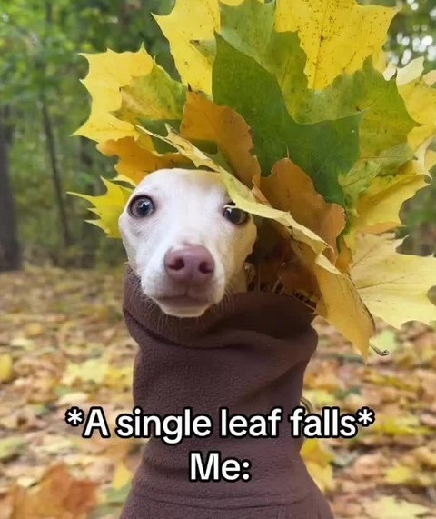 A single leaf falls* Me: