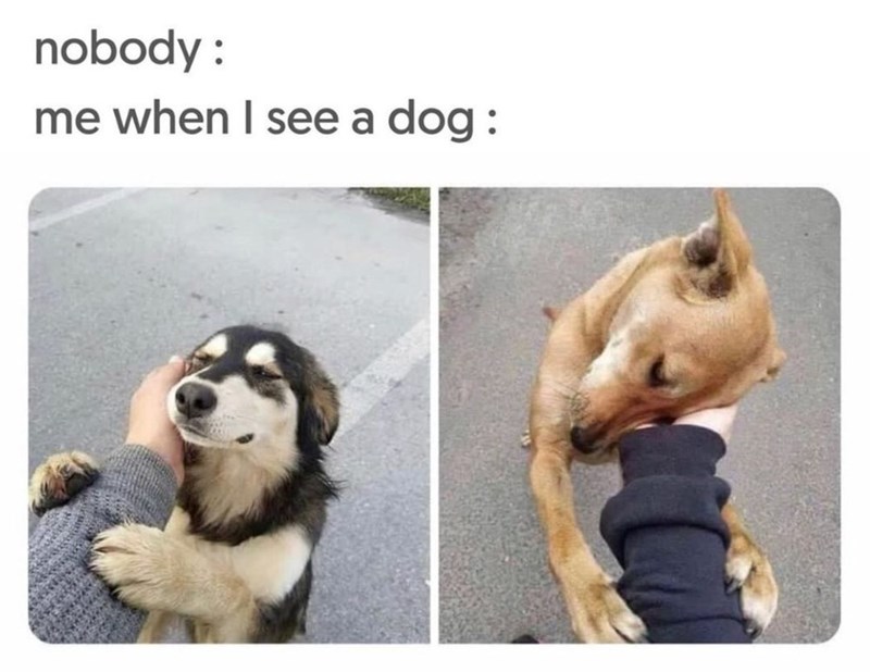 nobody: me when I see a dog: