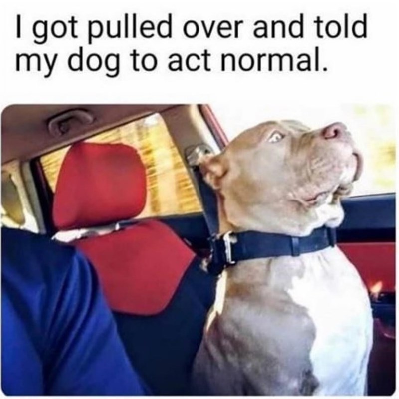 I got pulled over and told my dog to act normal.