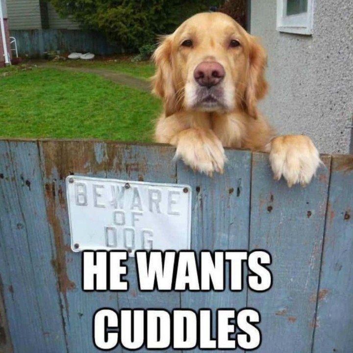 BEWARE OF DOG HE WANTS CUDDLES