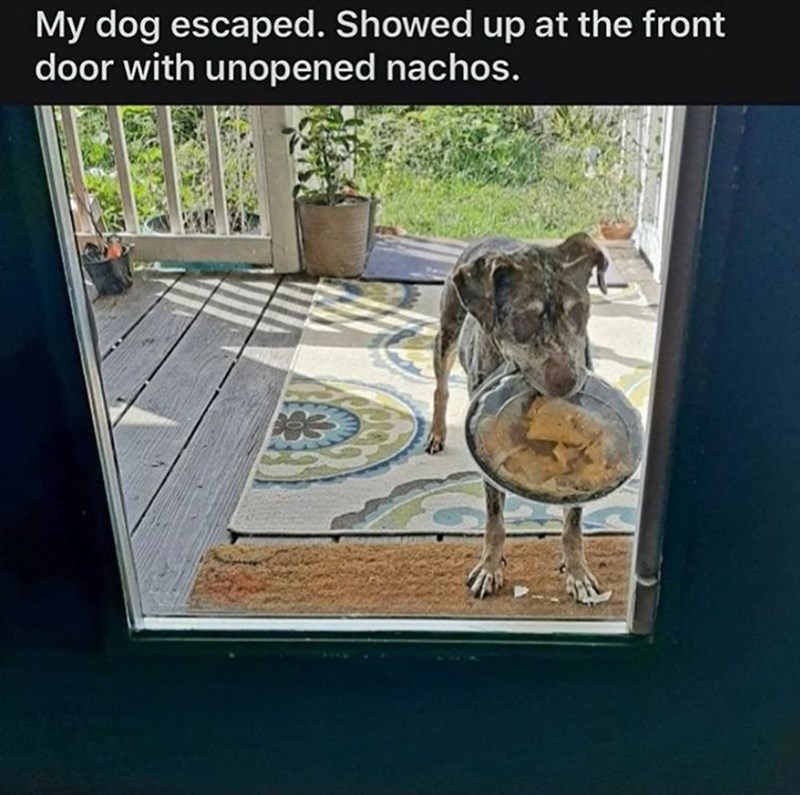 My dog escaped. Showed up at the front door with unopened nachos.