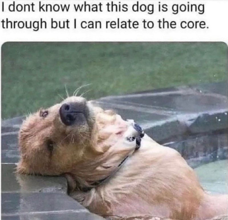 I dont know what this dog is going through but I can relate to the core.