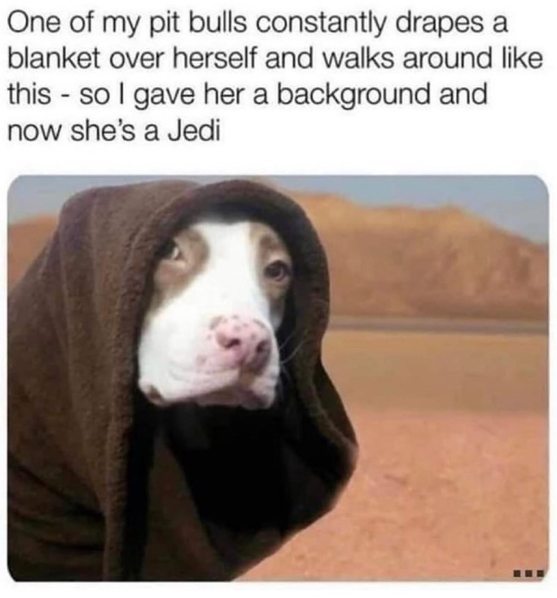 One of my pit bulls constantly drapes a blanket over herself and walks around like this so I gave her a background and now she's a Jedi