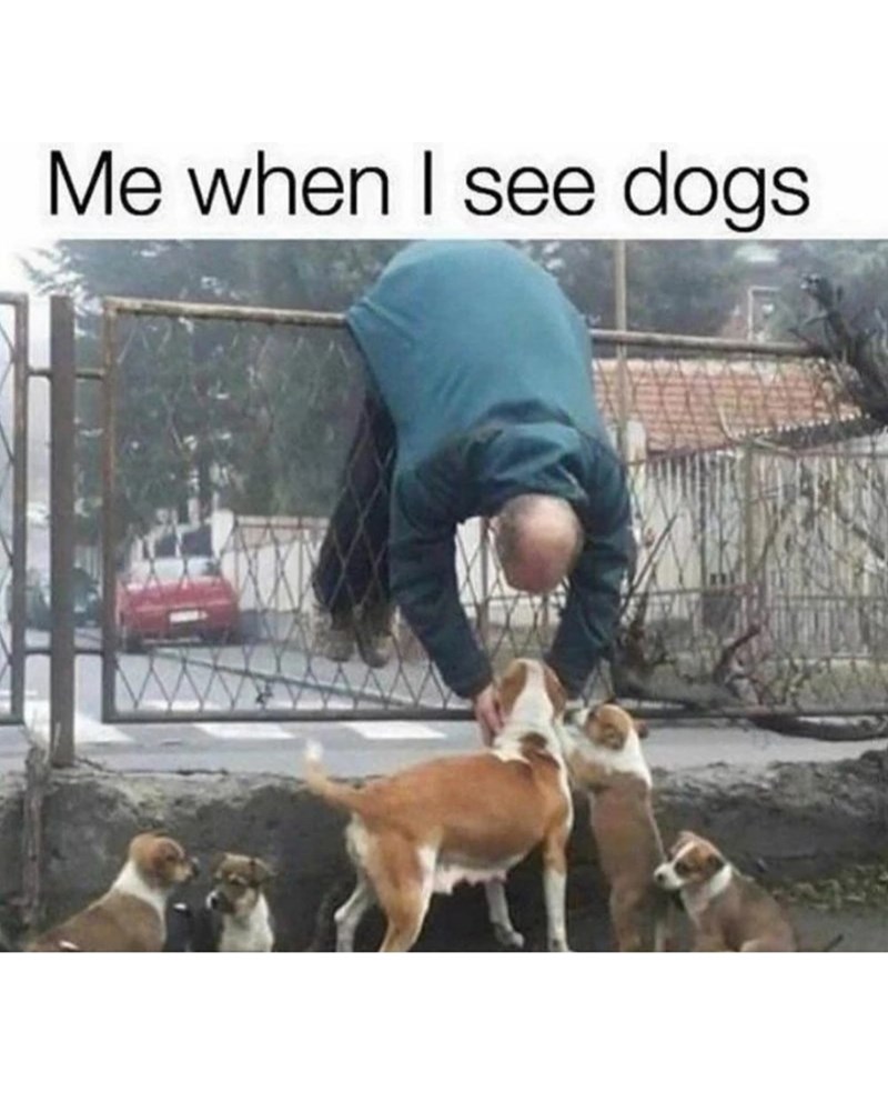 Me when I see dogs