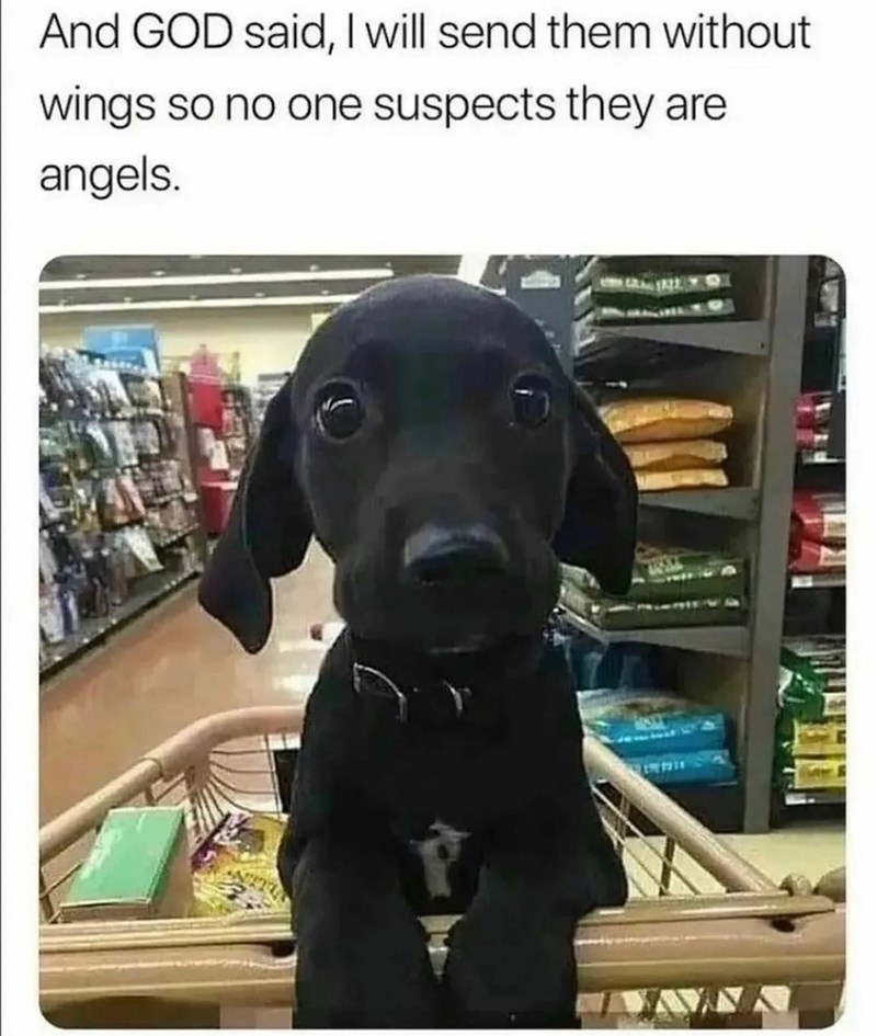And GOD said, I will send them without wings so no one suspects they are angels.