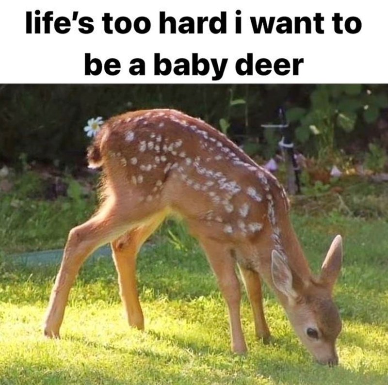 life's too hard i want to be a baby deer