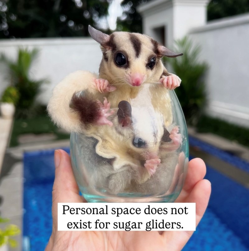 Personal space does not exist for sugar gliders.