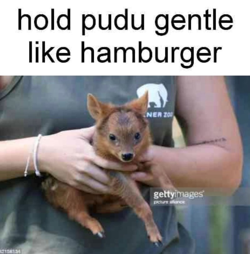 2108134 hold pudu gentle like hamburger NER 20 gettyimages picture aflance
