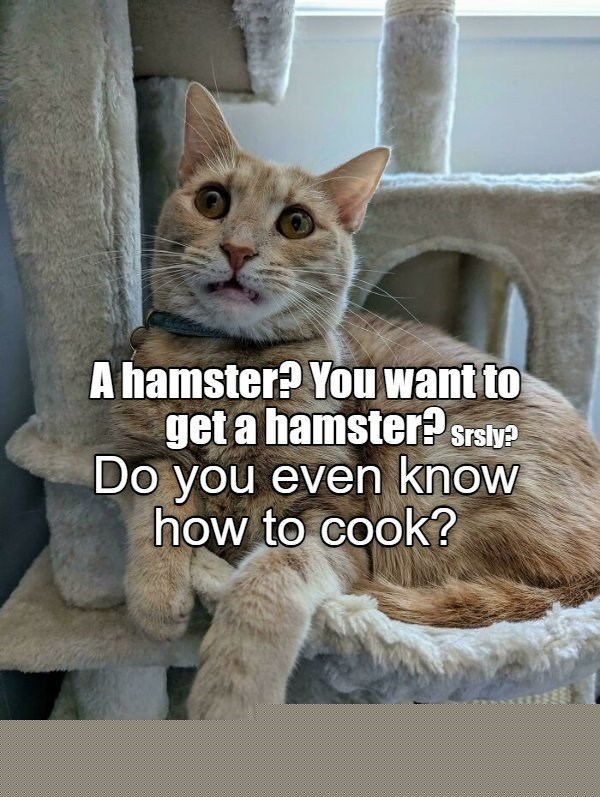 A hamster? You want to get a hamster? Srsly? Do you even know how to cook?