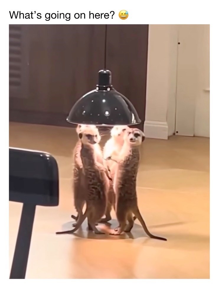 What's going on here?