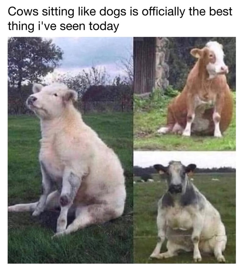 Cows sitting like dogs is officially the best thing i've seen today