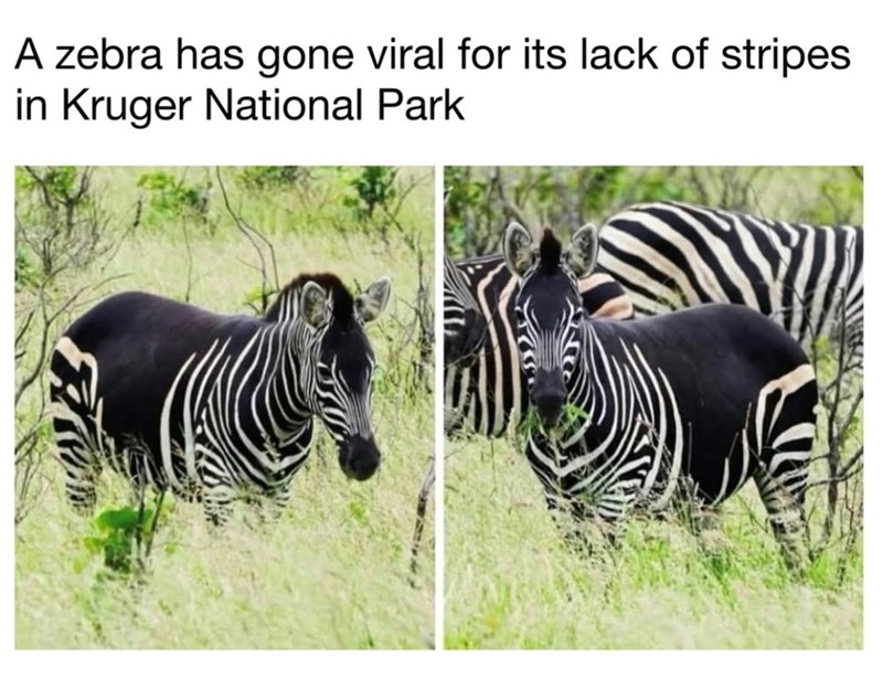 A zebra has gone viral for its lack of stripes in Kruger National Park