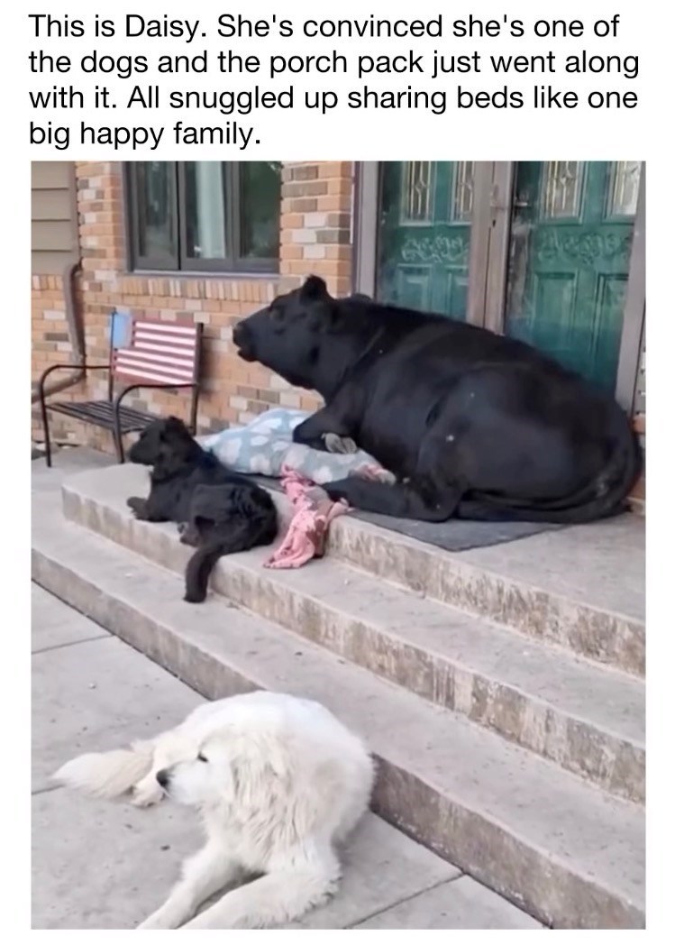 This is Daisy. She's convinced she's one of the dogs and the porch pack just went along with it. All snuggled up sharing beds like one big happy family.
