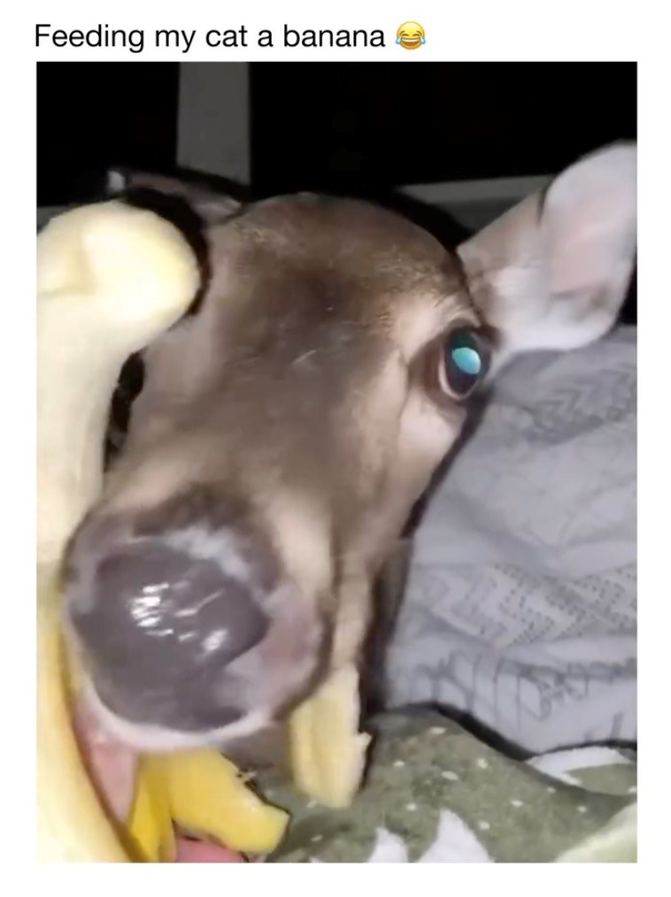 Feeding my cat a banana