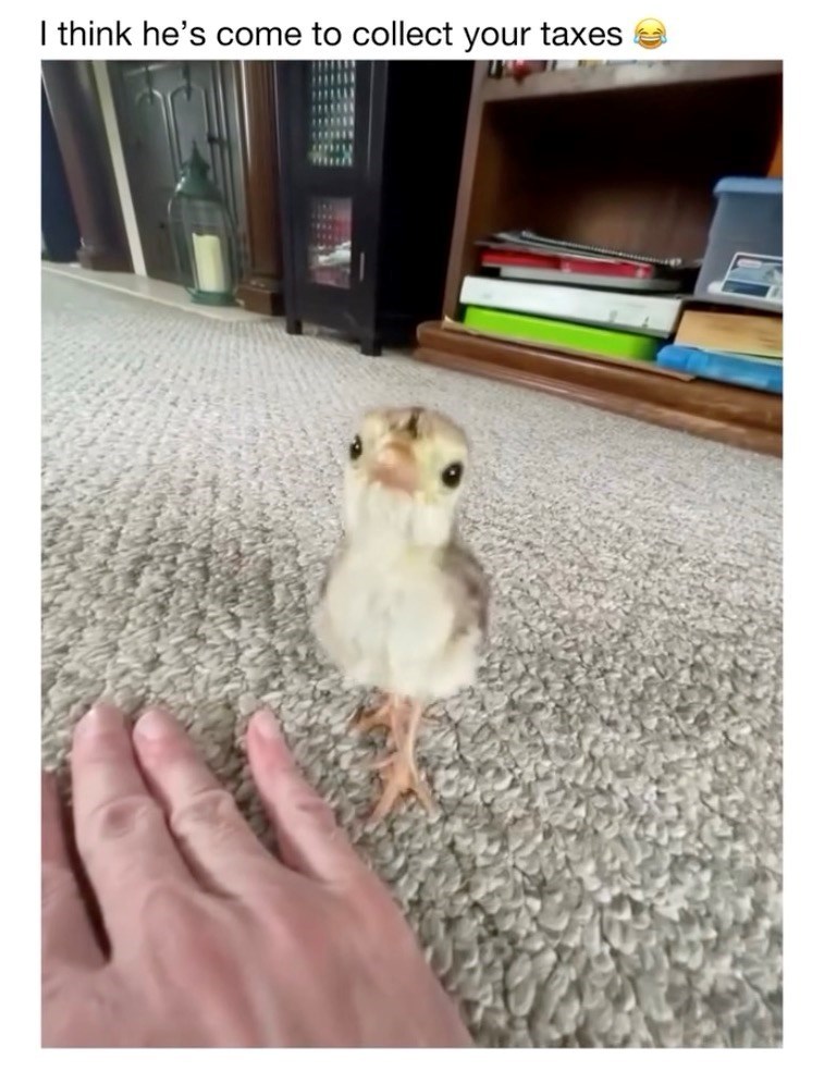 I think he's come to collect your taxes