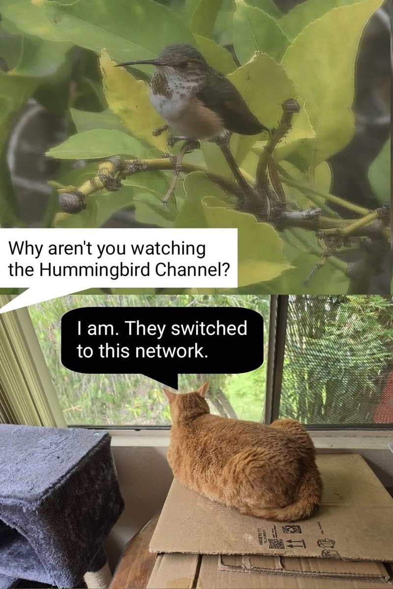 Why aren't you watching the Hummingbird Channel? I am. They switched to this network.
