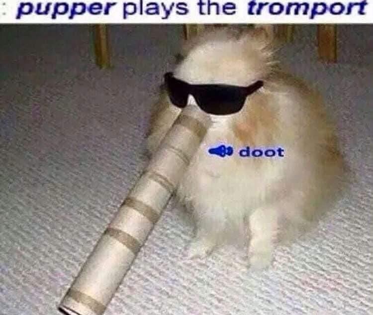 : pupper plays the tromport 4doot