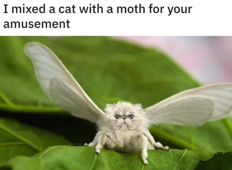 I mixed a cat with a moth for your amusement