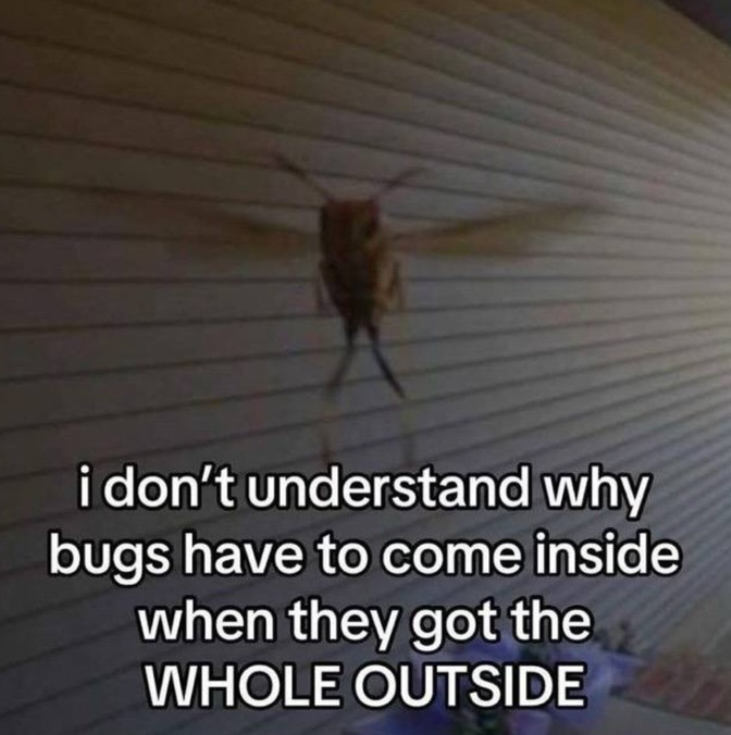 i don't understand why bugs have to come inside when they got the WHOLE OUTSIDE