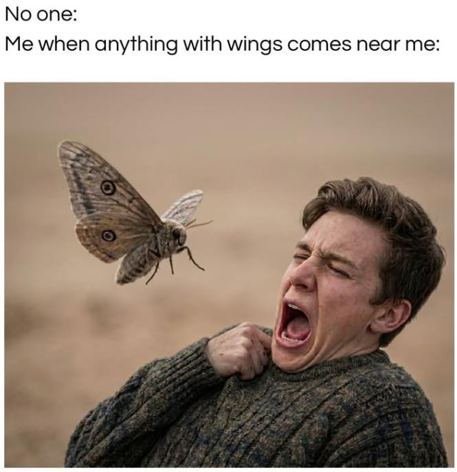 No one: Me when anything with wings comes near me: O
