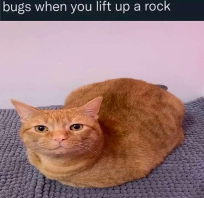 bugs when you lift up a rock