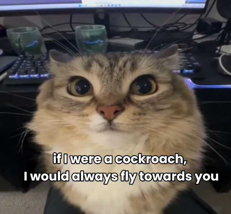 if I were a cockroach, I would always fly towards you