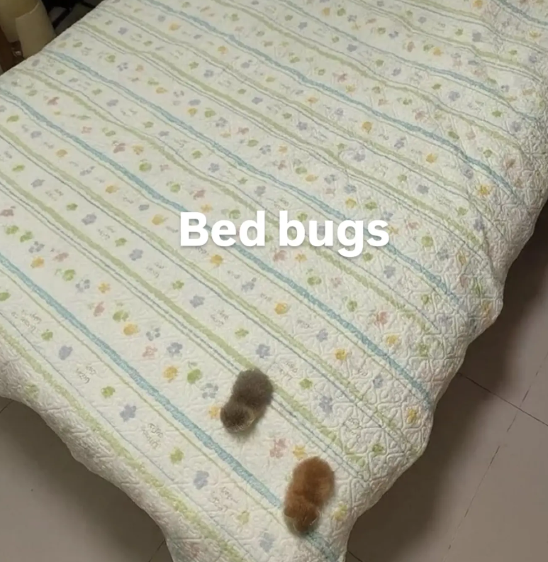 44 G 1429 Bed bugs