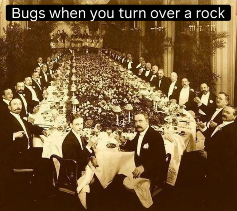 Bugs when you turn over a rock