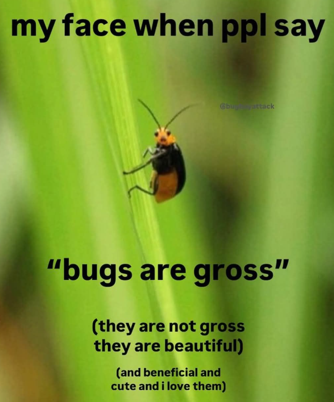 my face when ppl say Gbuyattack "bugs are gross" (they are not gross they are beautiful) (and beneficial and cute and i love them)