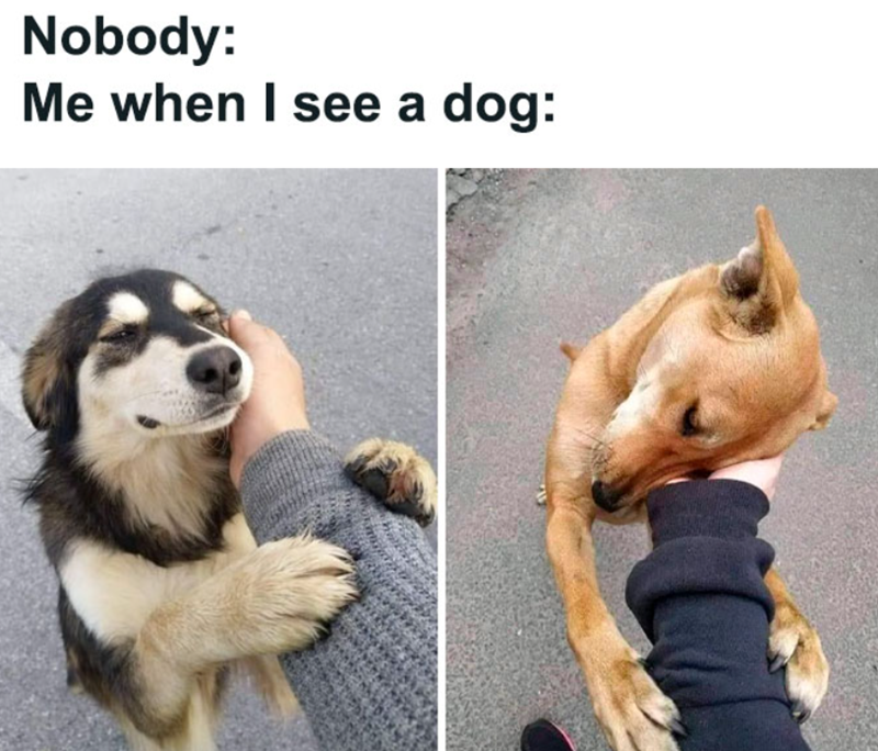 Nobody: Me when I see a dog: